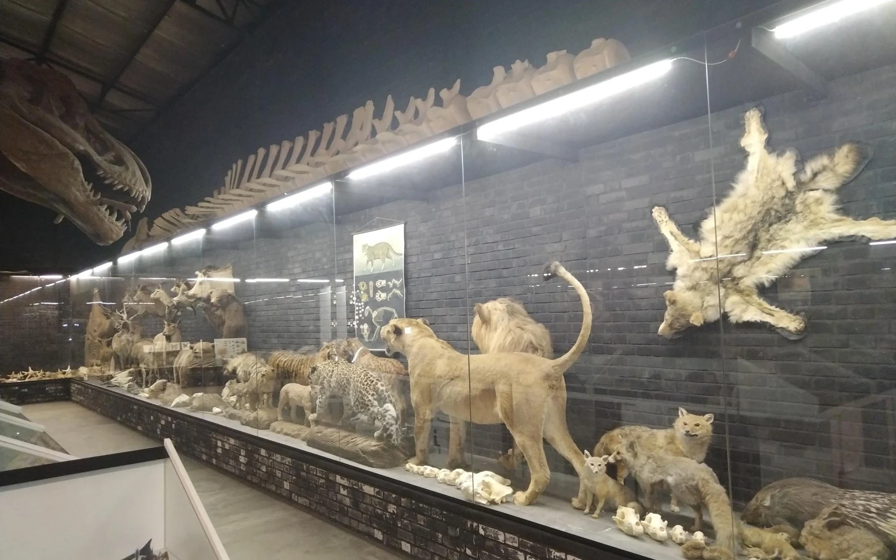 سالن پروفسور بازیما