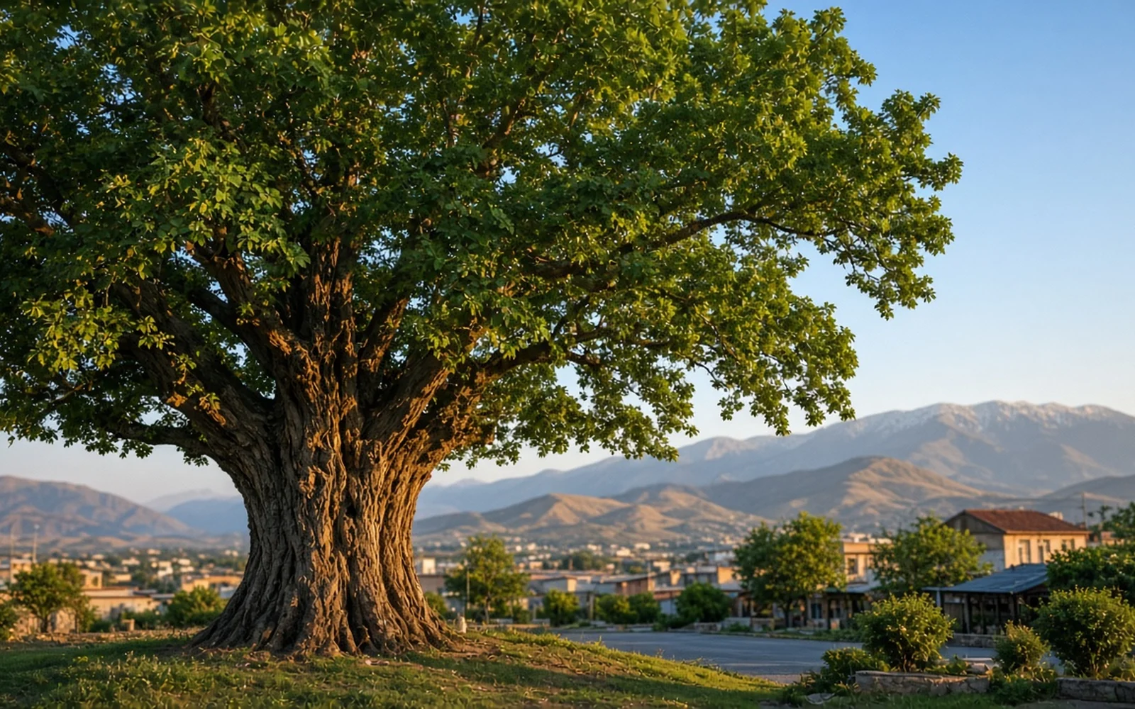 چنار شاندیز